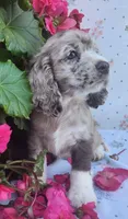 Holly, a female Cocker Spaniel and Labrador Retriever for sale in Weedsport, NY – 8 of 8
