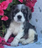 Dolly, a female Cocker Spaniel and Labrador Retriever for sale in Weedsport, NY – 2 of 8
