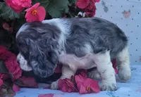 Dolly, a female Cocker Spaniel and Labrador Retriever for sale in Weedsport, NY – 8 of 8