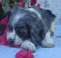 Dolly, a female Cocker Spaniel and Labrador Retriever for sale in Weedsport, NY – 7 of 8