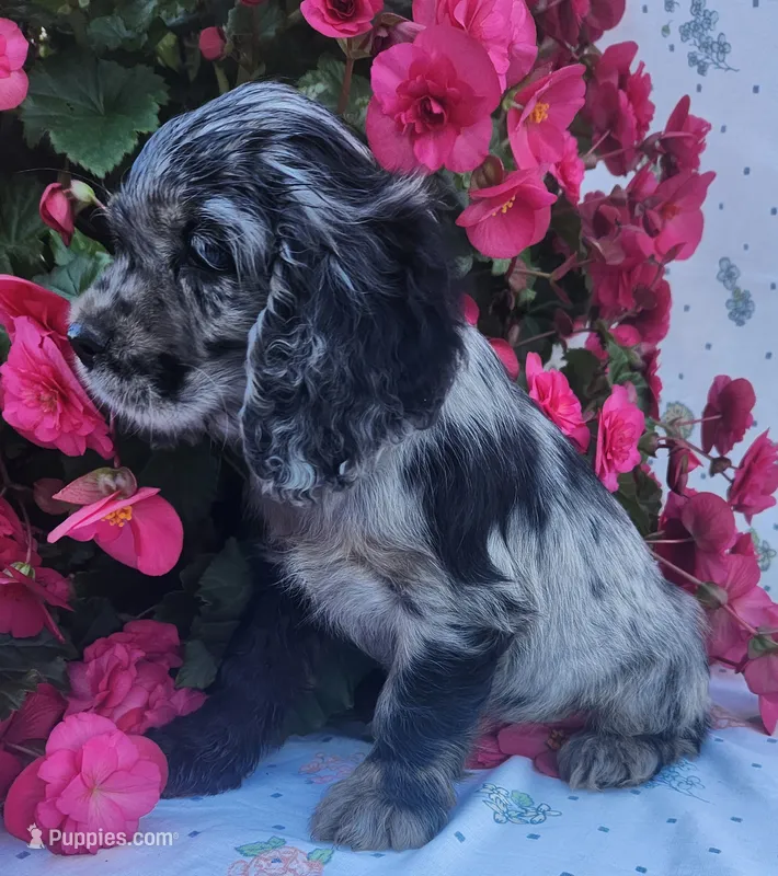 Molly – Cocker Spaniel, Labrador Retriever puppy for sale in Weedsport, NY