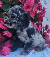 Molly, a female Cocker Spaniel and Labrador Retriever for sale in Weedsport, NY – 1 of 4