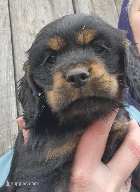 Ebony – Cocker Spaniel, Labrador Retriever puppy for sale in Weedsport, NY