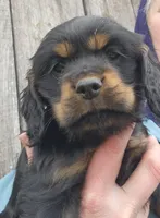 Ebony, a female Cocker Spaniel and Labrador Retriever for sale in Weedsport, NY – Photo 1 of 5