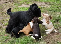 Ebony, a female Cocker Spaniel and Labrador Retriever for sale in Weedsport, NY – Photo 4 of 5