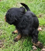 Ebony, a female Cocker Spaniel and Labrador Retriever for sale in Weedsport, NY – Photo 3 of 5