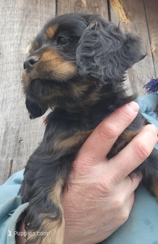 Bouncy – Cocker Spaniel, Labrador Retriever puppy for sale in Weedsport, NY