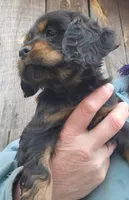 Ebony, a female Cocker Spaniel and Labrador Retriever for sale in Weedsport, NY – Photo 2 of 5