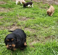 Ebony, a female Cocker Spaniel and Labrador Retriever for sale in Weedsport, NY – Photo 5 of 5