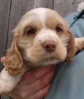 Patches, a female Cocker Spaniel and Labrador Retriever for sale in Weedsport, NY – Photo 4 of 5