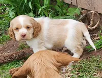 Patches, a female Cocker Spaniel and Labrador Retriever for sale in Weedsport, NY – Photo 2 of 5