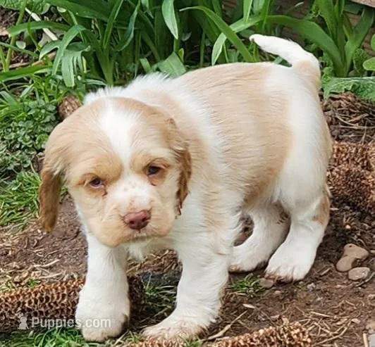 Patches, a female Cocker Spaniel and Labrador Retriever for sale in Weedsport, NY – Photo 1 of 5