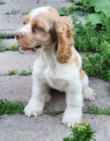 Patches, a female Cocker Spaniel and Labrador Retriever for sale in Weedsport, NY – 4 of 7