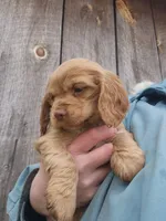 Caramel, a female Cocker Spaniel and Labrador Retriever for sale in Weedsport, NY – Photo 4 of 6