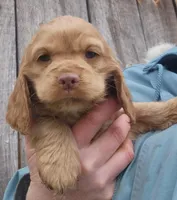 Caramel, a female Cocker Spaniel and Labrador Retriever for sale in Weedsport, NY – Photo 3 of 6