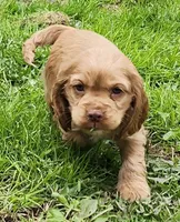 Caramel, a female Cocker Spaniel and Labrador Retriever for sale in Weedsport, NY – Photo 2 of 6