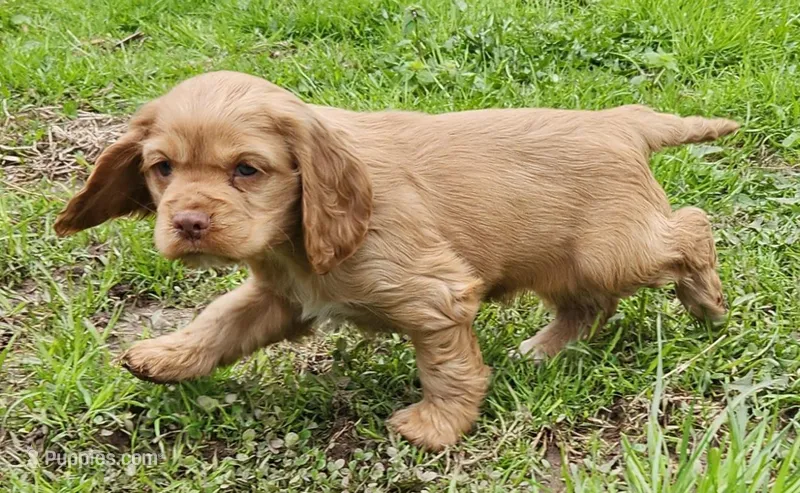 Caramel – Cocker Spaniel, Labrador Retriever puppy for sale in Weedsport, NY