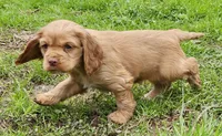 Caramel, a female Cocker Spaniel and Labrador Retriever for sale in Weedsport, NY – Photo 1 of 6