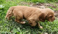 Caramel, a female Cocker Spaniel and Labrador Retriever for sale in Weedsport, NY – Photo 5 of 6