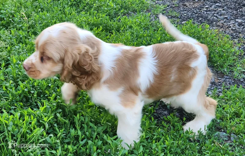 Patches – Cocker Spaniel, Labrador Retriever puppy for sale in Weedsport, NY