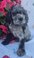 Molly, a female Cocker Spaniel and Labrador Retriever for sale in Weedsport, NY – 2 of 4