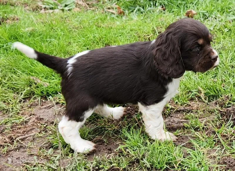Spotty  – Cocker Spaniel, Labrador Retriever puppy for sale in Weedsport, NY