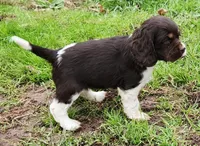 Spotty , a female Cocker Spaniel and Labrador Retriever for sale in Weedsport, NY – Photo 1 of 4