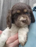 Spotty , a female Cocker Spaniel and Labrador Retriever for sale in Weedsport, NY – Photo 3 of 4