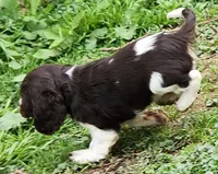 Spotty , a female Cocker Spaniel and Labrador Retriever for sale in Weedsport, NY – Photo 2 of 4