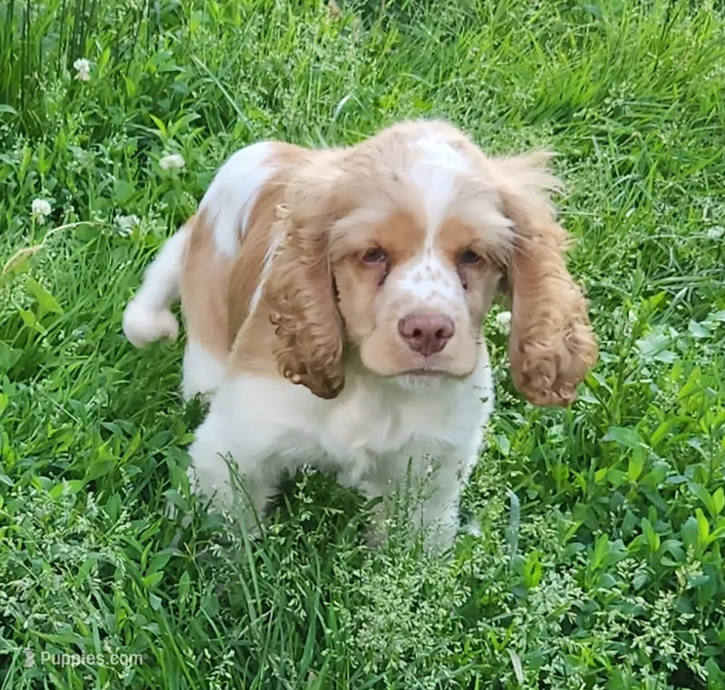 Patches – Cocker Spaniel, Labrador Retriever puppy for sale in Weedsport, NY