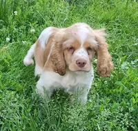 Patches, a female Cocker Spaniel and Labrador Retriever for sale in Weedsport, NY – 1 of 7