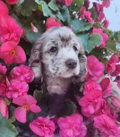 Holly, a female Cocker Spaniel and Labrador Retriever for sale in Weedsport, NY – 3 of 8