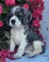 Dolly, a female Cocker Spaniel and Labrador Retriever for sale in Weedsport, NY – 4 of 8