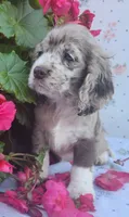 Holly, a female Cocker Spaniel and Labrador Retriever for sale in Weedsport, NY – 7 of 8