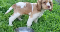Patches, a female Cocker Spaniel and Labrador Retriever for sale in Weedsport, NY – 3 of 7