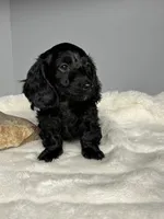 Ace, a male Miniature Dachshund for sale in Rural Retreat, VA – 1 of 5