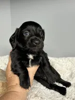 Ash, a male Miniature Dachshund for sale in Rural Retreat, VA – 5 of 6