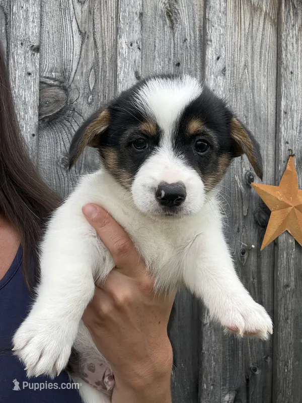 Buddy – Pembroke Welsh Corgi puppy for sale in Rural Retreat, VA