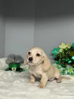 Sunny D, a male Miniature Dachshund for sale in Rural Retreat, VA – Photo 1 of 6