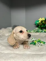 Sunny D, a male Miniature Dachshund for sale in Rural Retreat, VA – Photo 4 of 6