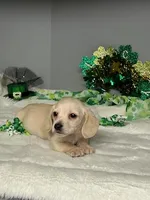 Sunny D, a male Miniature Dachshund for sale in Rural Retreat, VA – Photo 6 of 6