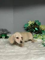 Sunny D, a male Miniature Dachshund for sale in Rural Retreat, VA – Photo 5 of 6