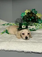 Sunny D, a male Miniature Dachshund for sale in Rural Retreat, VA – Photo 3 of 6