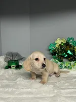 Sunny D, a male Miniature Dachshund for sale in Rural Retreat, VA – Photo 2 of 6