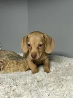 Reuben, a male Miniature Dachshund for sale in Rural Retreat, VA – 4 of 5