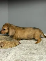 Nugget, a male Miniature Dachshund for sale in Rural Retreat, VA – 2 of 7