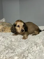 Mufasa, a male Miniature Dachshund for sale in Rural Retreat, VA – 2 of 8