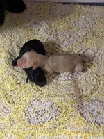 Jake, a male Miniature Dachshund for sale in Rural Retreat, VA – 6 of 6