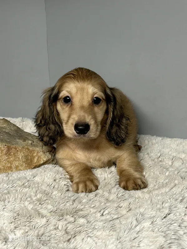 Mufasa – Miniature Dachshund puppy for sale in Rural Retreat, VA