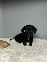 Coal, a male Miniature Dachshund for sale in Rural Retreat, VA – 2 of 6